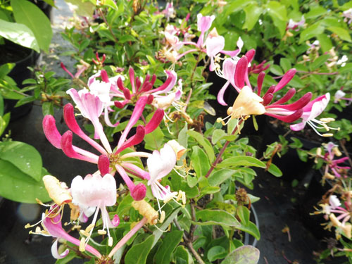 Lonicera periclymenum 'Chic et Choc'