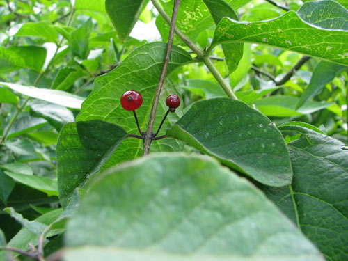 Lonicera ramosissima Lonicera ramosissima