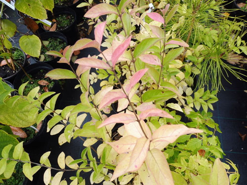 Lonicera ruprechtiana