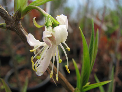 Lonicera standishii 'Budapest'