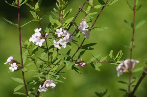 Lonicera syringantha