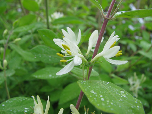 Lonicera tatarica