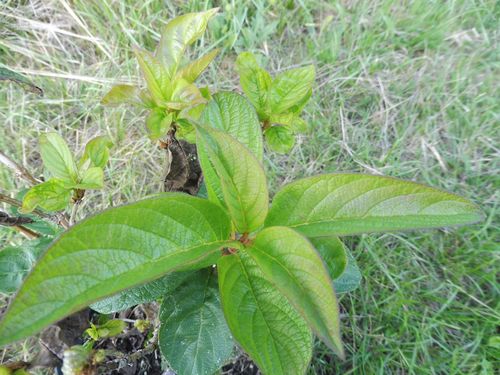 Lonicera tolmatchewii