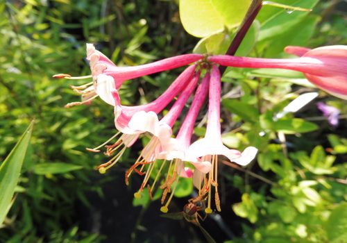 Lonicera x heckrotii 'Gold Flame'