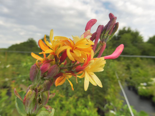 Lonicera x heckrottii Lonicera x heckrottii