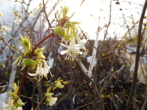 Lonicera x purpusii 'Winter Beauty'