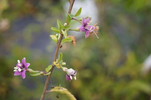 Lycium barbarum