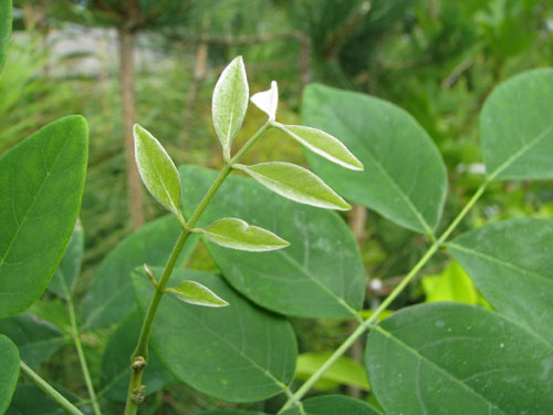 Maackia amurensis