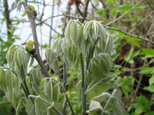 Maackia chinensis