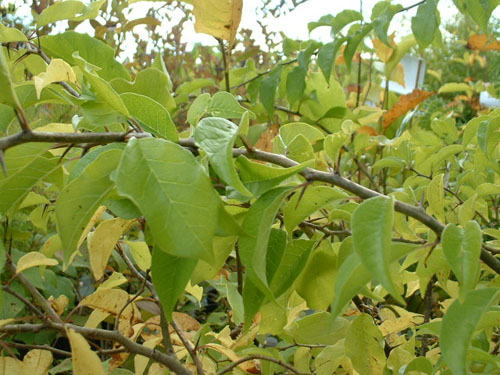 Maclura pomifera