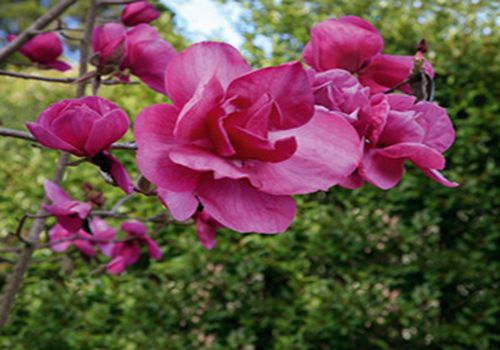 Magnolia 'Felix Jury' Magnolia 'Felix Jury'