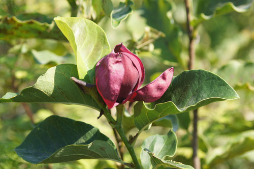 Magnolia 'Genie'® Magnolia 'Genie'®