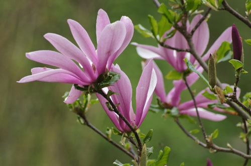 Magnolia 'Judy'