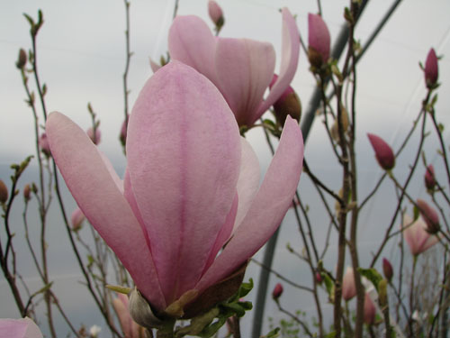 Magnolia 'Pinkie'