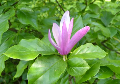 Magnolia 'Susan'