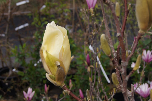 Magnolia 'Yellow Lantern'