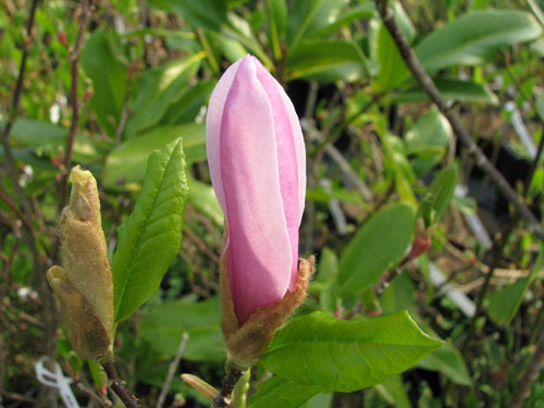 Magnolia 'Ann' Magnolia 'Ann'