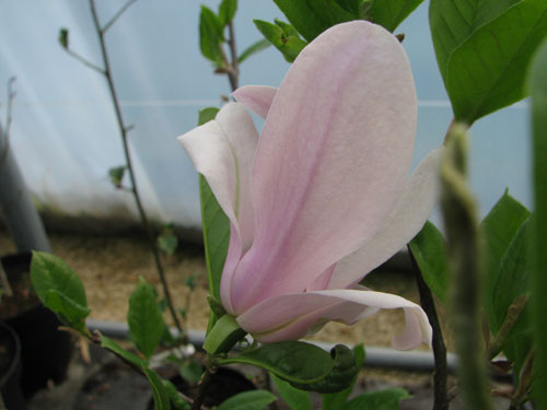 Magnolia 'George Henry Kern' Magnolia 'George Henry Kern'