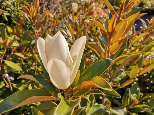 Magnolia grandiflora 'Alta' Magnolia grandiflora 'Alta'