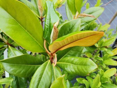 Magnolia grandiflora 'D.D. Blanchard' Magnolia grandiflora 'D.D. Blanchard'