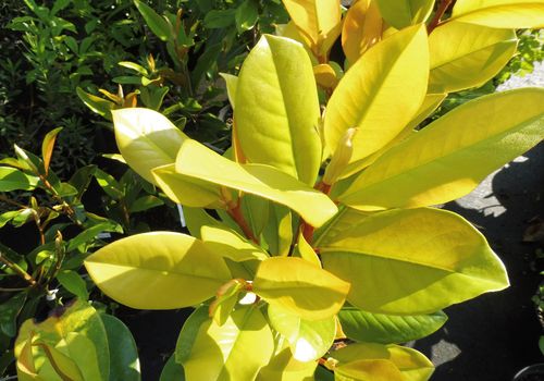 Magnolia grandiflora 'François Treyve' Magnolia grandiflora 'François Treyve'