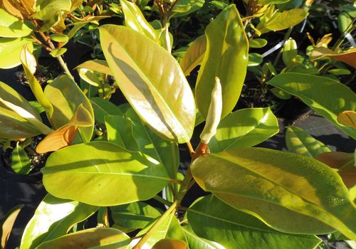 Magnolia grandiflora 'Gallissonnière' Magnolia grandiflora 'Gallissonnière'