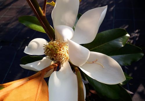 Magnolia grandiflora 'Kay Parris'