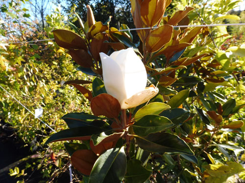 Magnolia grandiflora 'Little Gem' Magnolia grandiflora 'Little Gem'