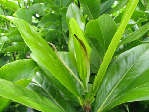 Magnolia grandiflora