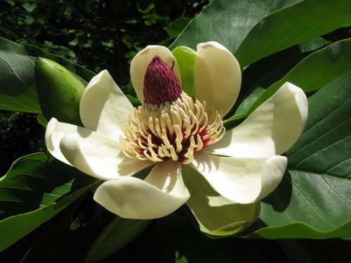 Magnolia hypoleuca Magnolia hypoleuca