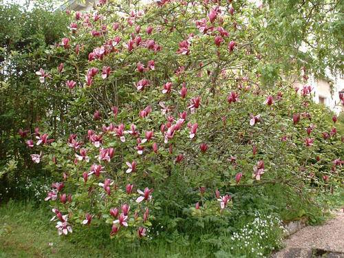Magnolia liliflora 'Nigra' Magnolia liliflora 'Nigra'