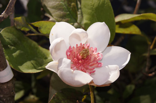 Magnolia sieboldii