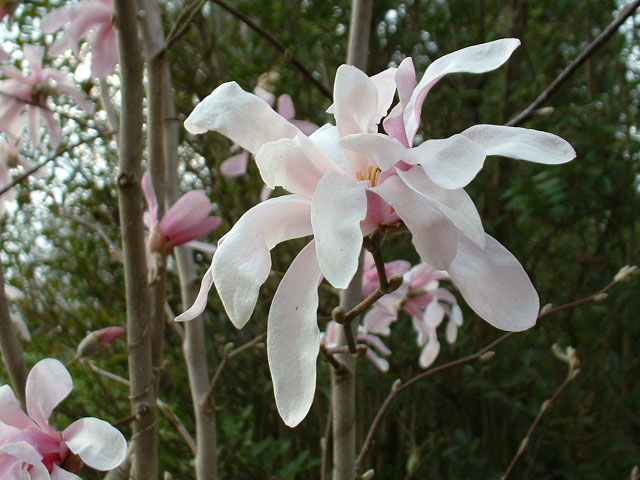 Magnolia stellata 'Rosea' Magnolia stellata 'Rosea'