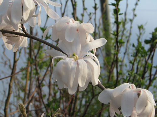 Magnolia stellata