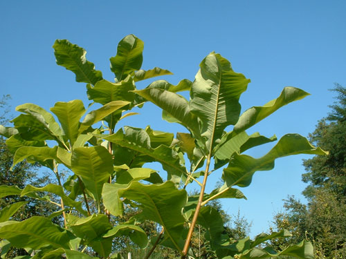 Magnolia tripetala