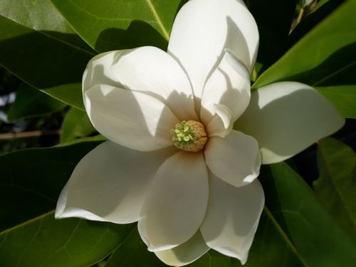 Magnolia virginiana Magnolia virginiana