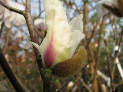 Magnolia x proctoriana Magnolia x proctoriana