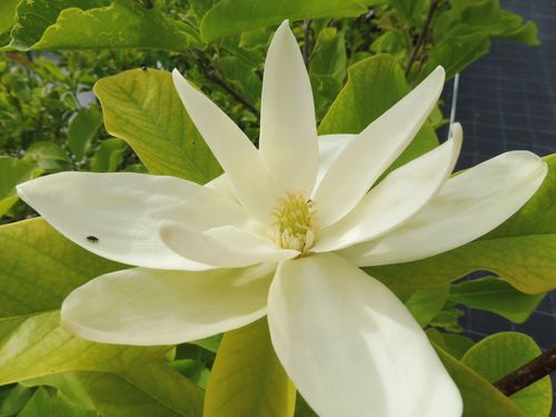 Magnolia x thompsoniana Magnolia x thompsoniana
