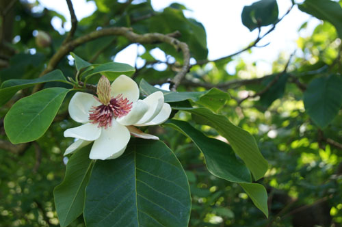Magnolia x wieseneri Magnolia x wieseneri