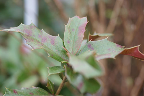 Mahoberberis 'Dart's Desire'