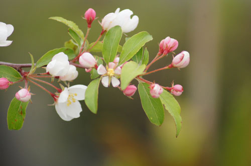 Malus 'Henkie' Malus 'Henkie'