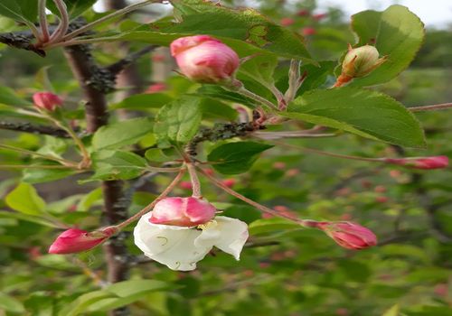 Malus hupehensis Malus hupehensis