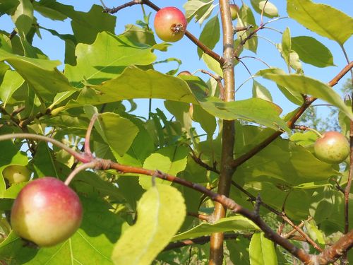 Malus kirghisorum Malus kirghisorum
