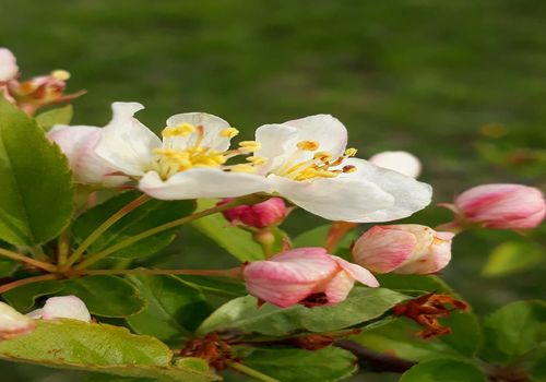 Malus sargentii Malus sargentii