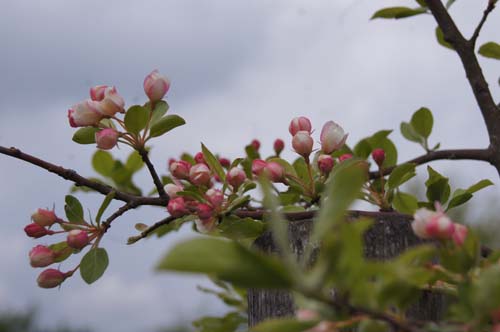 Malus sieboldii Malus sieboldii