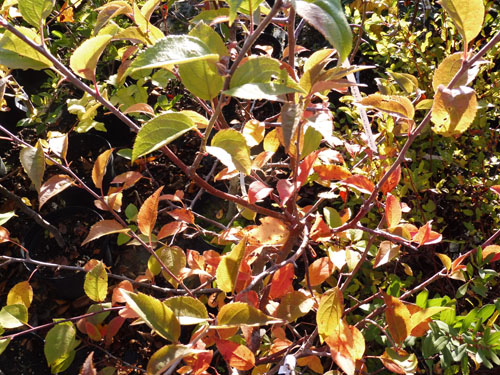 Malus sikkimensis