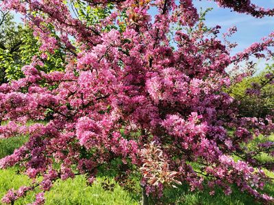 Malus transitoria Malus transitoria