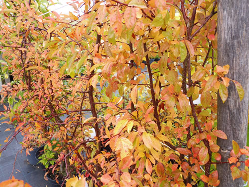 Malus sieboldii Malus sieboldii