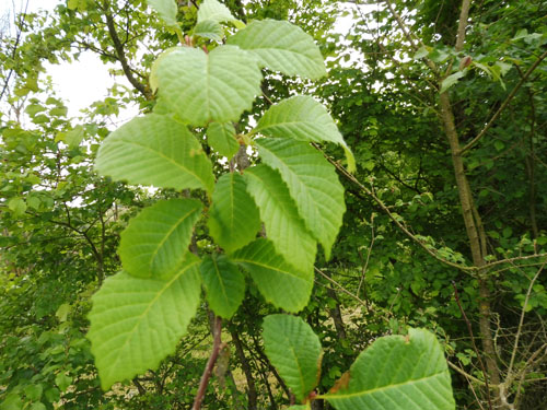 Meliosma dilleniifolia ssp.cuneifolia