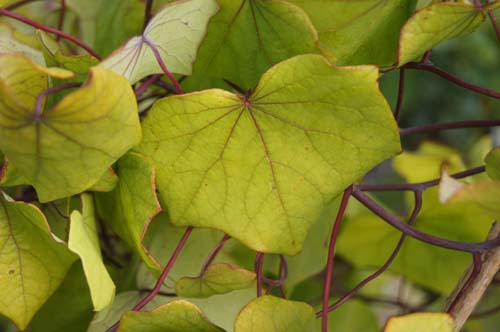 Menispermum canadense Menispermum canadense